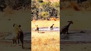 The great escape impala vs hyena(2024)🦌🤣 #shorts #hyena #wildlife #animals #trendingvideo