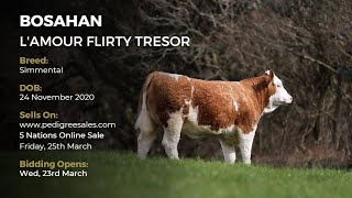 BOSAHAN L'AMOUR FLIRTY TRESOR - Simmental - Pedigree Sales