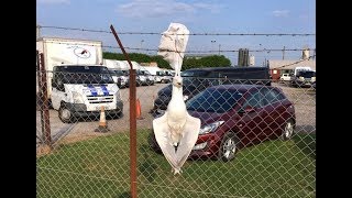 Harrowing photo shows reality of plastic as seagull found hanging by the neck on a bag