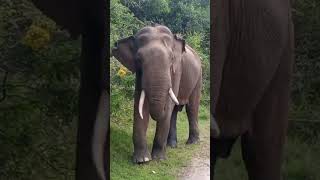 Tusker in Yala, Sri Lanka #shorts #wildlife #elephant #animals