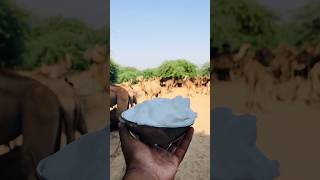 camel pure milk #shorts #shortvideo  #youtubeshorts