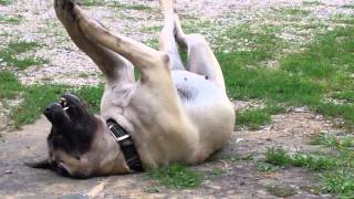 Bella our English Mastiff scratching her back.