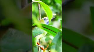 Emerald Toucanet eating berries in Costa Rica.🫐#shorts #wildlife #travel