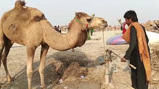 The camel is drinking water