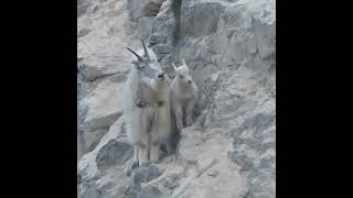 MOUNTAIN GOAT GRIZZLY BEAR ENCOUNTER IN CANADIAN ROCKIES