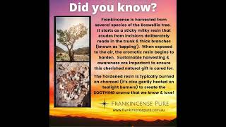 Where does Frankincense come from?