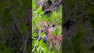 Leopardo amigo do veado