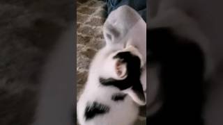 Kitten likes to be aggressive #kitten #kittenplaying #funnycats