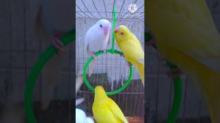 cute birds.#lovebird #budgerigar #budgies #বাজরিগার_পাখি #birds #shorts