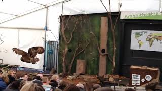 Owl - Slow Motion Flight - London Zoo - 3 of 4