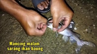 Mancing ikan baung di malam Jum'at #mancing #baungmonster