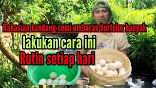 Rahasia kandang semi umbaran bertelur banyak lakukan cara ini Rutin setiap hari