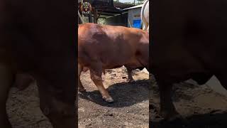 Wow sapinya sangat besar dan kakinya gede sapi kontes juara 1 #sapi  #viral #kontes #juara1 #youtube