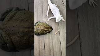 A Race For Survival...Who Will Win?  #shorts #tiktok #animal #frog #chameleon #survival