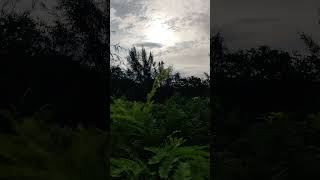 #morning #nature #sunrise #harrisjayaraj #harris #harrisjayarajmusical #shortsvideo #shortsfeed