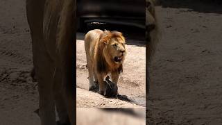 Big Boy Orkirikoi con una cabeza de Facoquero. #lion #leon #wildlife #viralvideo #shorts