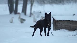 #shorts #viral #trending #viralshorts #trendingshorts #youtubeshorts #dog #dog in snow