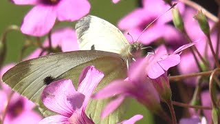 Cabbage butterfly