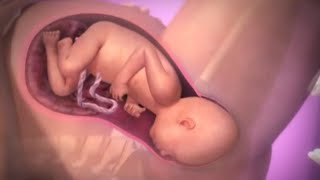 Labor and Birth👶Stages of labor| Childbirth 👶Normal labor and delivery | 3D animation.