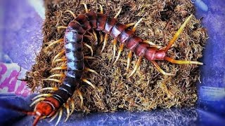 The DEVIL has molted - Scolopendra gigantea