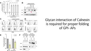 Glycan interaction of Calnexin is required for GPI-APs proper folding/deacylation  #Code: 622