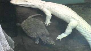 Albino Alligator