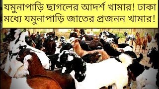 যমুনাপাড়ি ছাগলের আদর্শ খামার!ঢাকার মধ্যে যমুনাপাড়ি জাতের প্রজনন খামার!Jamunapari goat fram in Dhaka