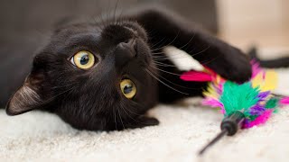 10 Smart Ways to Play with Your Cat | Clever Cat Corner