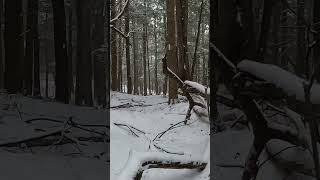 North country trail via Finger Lakes Trail #nature #hiking #nct #forest #winter #snow