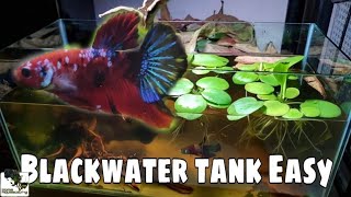 HOW TO Setup Blackwater Tank for Betta |Membuat Aquascape|水草造景