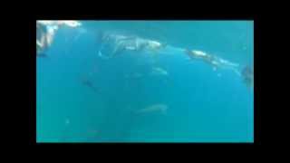 Snorkeling with sharks