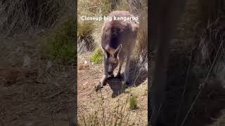 Closeup big kangaroo # wildlife #shorts #video