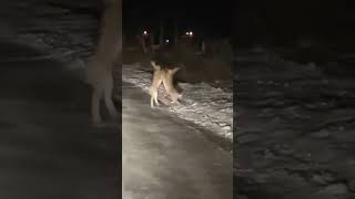 fight #shorts #youtube #best #live #nature #beautiful #new #cute