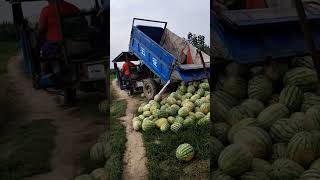 A good harvest of melons, but the price of melons is too low, so they are dumped #camera