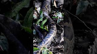 OMG TOO SCARY #snake #vtuber #educationalwildlife  #wildpredator  #wild #wildanimal #viper