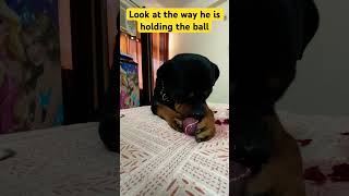 Rottweiler cuteness #shorts #rottweiler #cutedog #cute #guarddog #familydog #dog #aggressivedog #yt