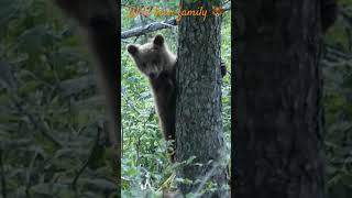 Incredible encounter with a bear family in Croatia /Incroyable rencontre d’une famille d’ours 🇸🇮🐻