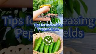 Tips for increasing Pepper Yields #plants #garden #howto #shortvideo #youtubeshorts #farming