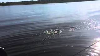 Small mouth bass jumping