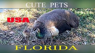 Сaring Mother | Funny Peacocks Babies | Florida /Заботливая мама | Потешные павлины малыши | Флорида