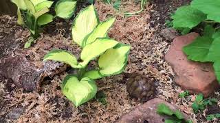 Fruits & Veggies for the box turtle