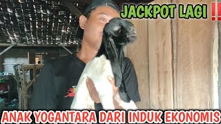 JACPOT ANAK YOGANTARA DARI INDUK EKONOMIS