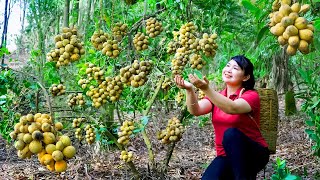 How to Harvest Langsat Fruit, goes To Market Sell - Harvesting and Cooking |Tieu Vy Daily Life