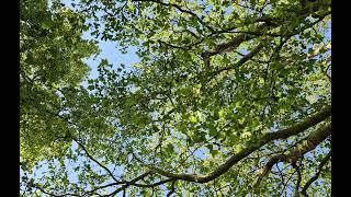 Relaxing nature ambience, birdsong and gentle breeze on trees.