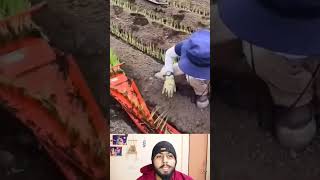 एक लाइन से पौधे लगाते हुए #jugad #reaction #reactionvideo #react #jugaad #farming