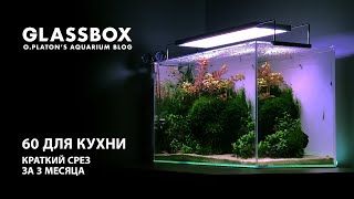 60 для кухни - Краткий срез аквариума за 3 месяца.