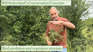 Bird predation and vegetation structure