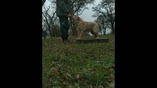 Веста🐕 6 мес. занимаемся под дождиком