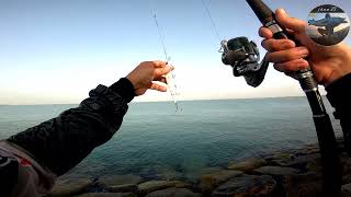 King fish hunting | king fish season is on | medium light set up | shimano nasci 2500