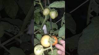 PANEN TOMAT #shorts #short #panen #tomato #berkebun #shortsfeed #happy #youtubeshorts